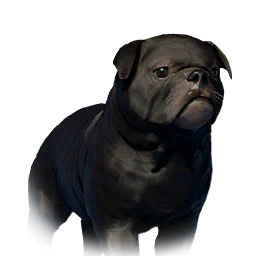 Floppy-Eared Bulldog