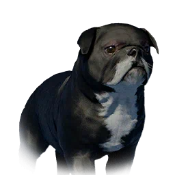 Floppy-Eared Bulldog