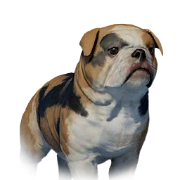 Floppy-Eared Bulldog