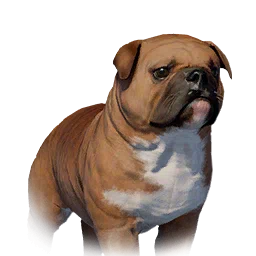 Floppy-Eared Bulldog