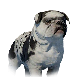 Floppy-Eared Bulldog
