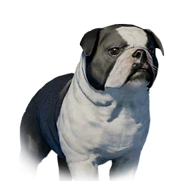 Floppy-Eared Bulldog