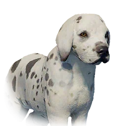 Boarhound Puppy