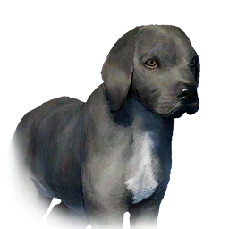 Boarhound Puppy