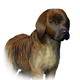 Boarhound Puppy