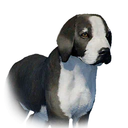 Boarhound Puppy