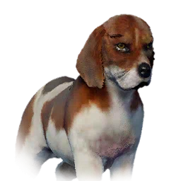 Beagle