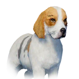 Beagle