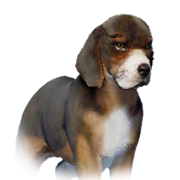 Beagle