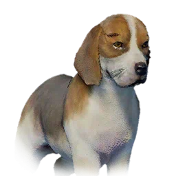 Beagle