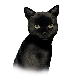 Kitten