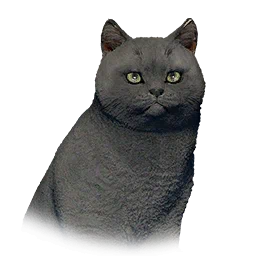 Short-Haired Cat