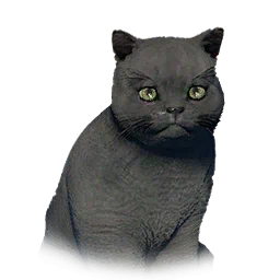 Short-Haired Kitten