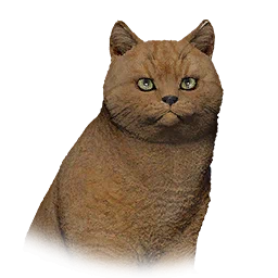 Short-Haired Cat