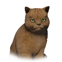 Short-Haired Kitten