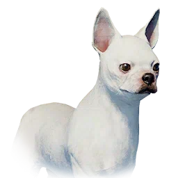 Bulldog de orejas rectas