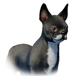 Bulldog de orejas rectas