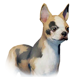 Bulldog de orejas rectas