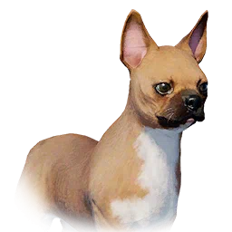 Bulldog de orejas rectas