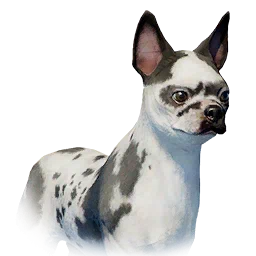 Bulldog de orejas rectas