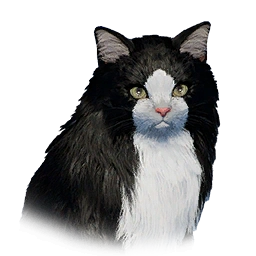 Black Cat