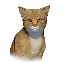 Tabby Cat