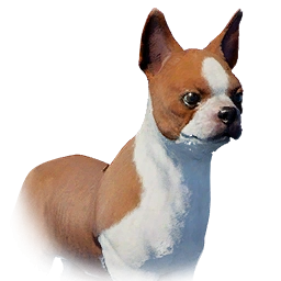 Brown Puppy