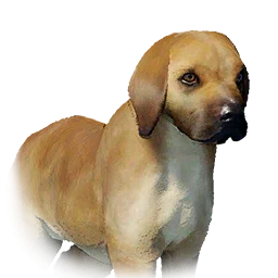 Cachorro marrón claro