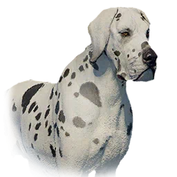 Boarhound