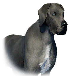 Boarhound