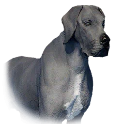 Boarhound