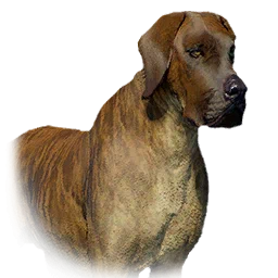 Boarhound
