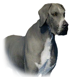 Boarhound