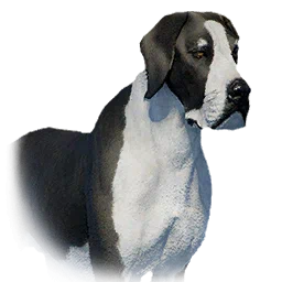 Boarhound