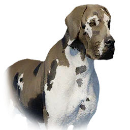 Boarhound