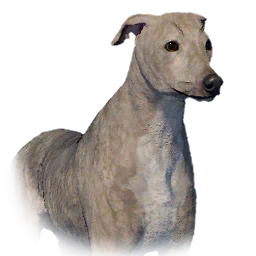 Greyhound