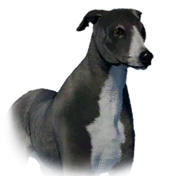 Greyhound
