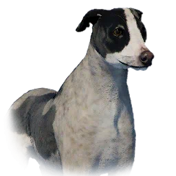 Greyhound