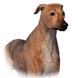 Greyhound