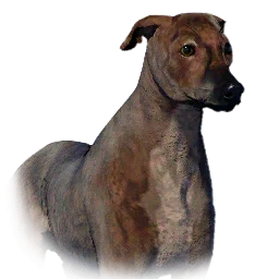 Greyhound