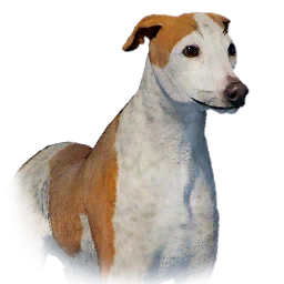 Greyhound