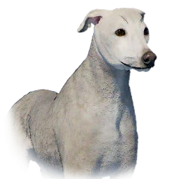 Greyhound
