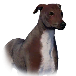 Greyhound