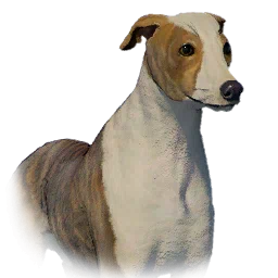 Greyhound