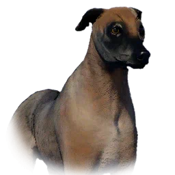 Greyhound