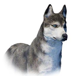 Husky