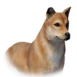 Jindo