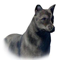 Jindo