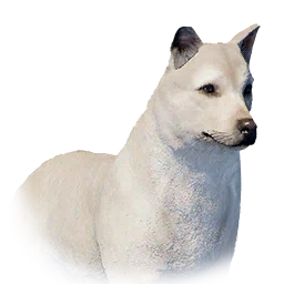 Jindo