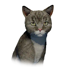 Kitten